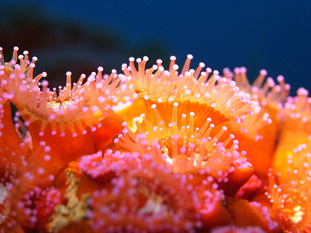 Anemones.jpg